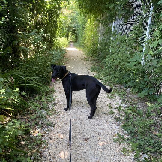 Balade de chien en pleine nature sur un sentier près de Grenoble