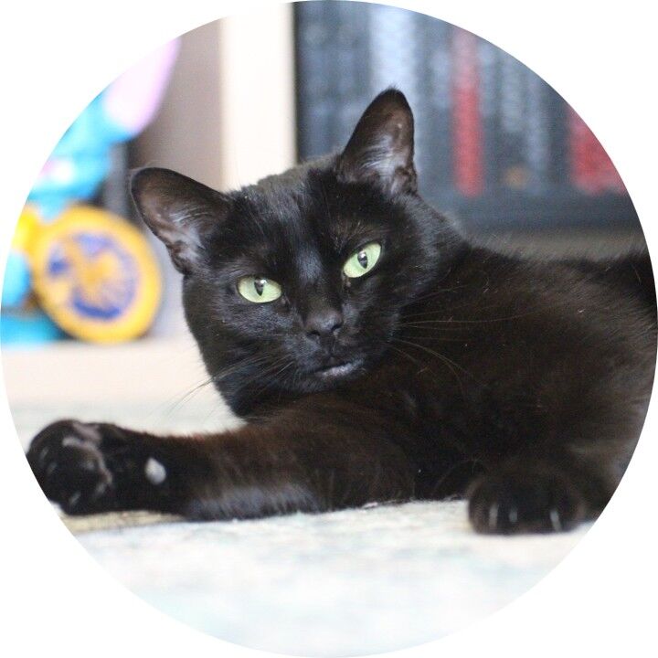 Demander un devis pour pet sitting à Saint-Martin-d'Hères