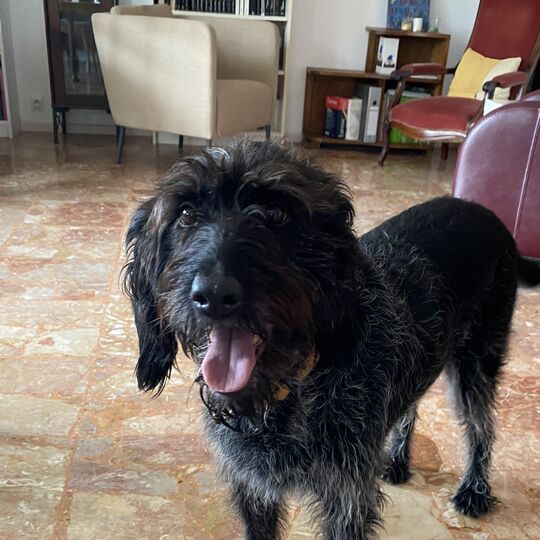 Visite à domicile pour chien par un pet sitter professionnel à Grenoble